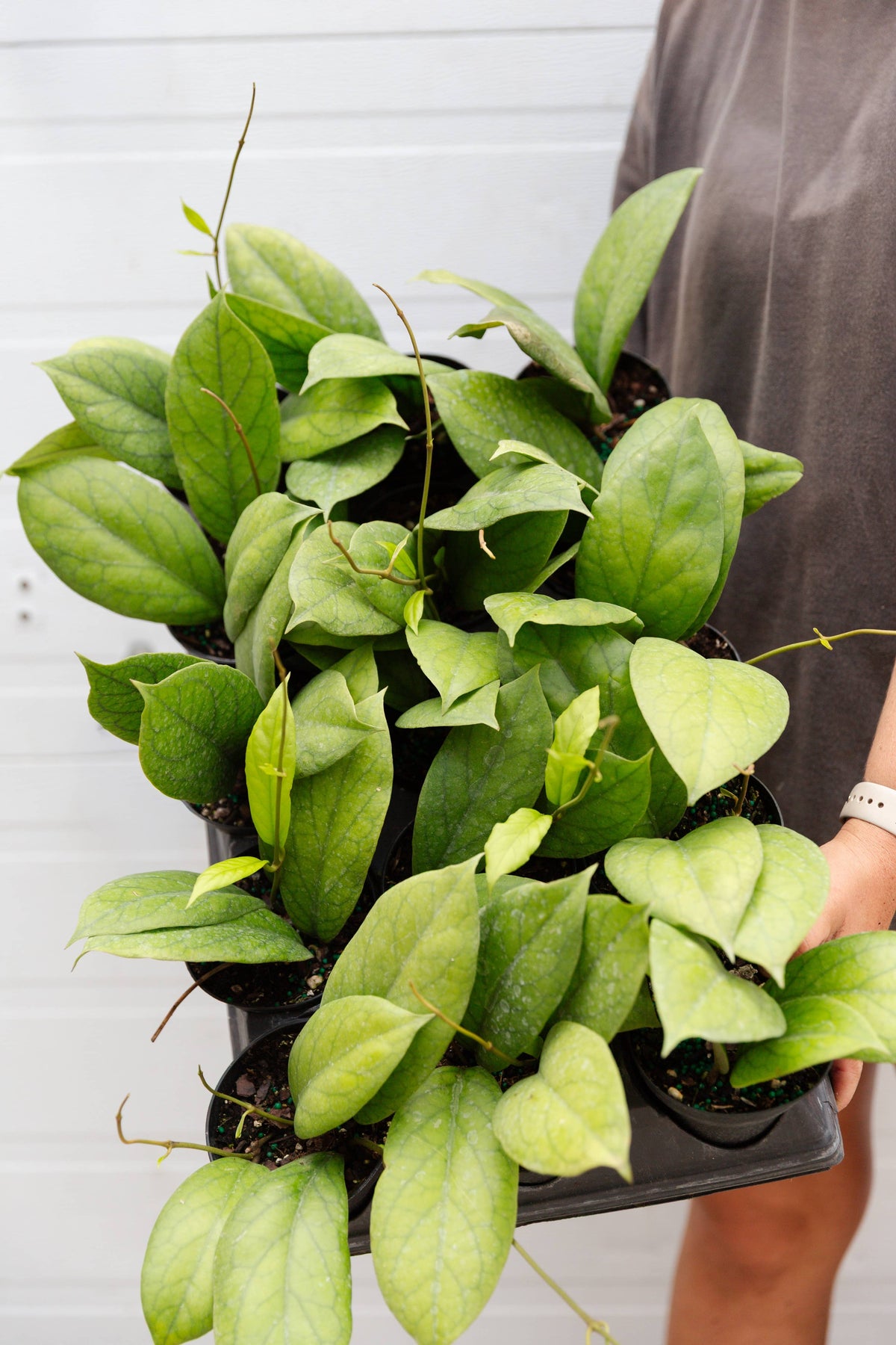 4" Hoya specialty assortment