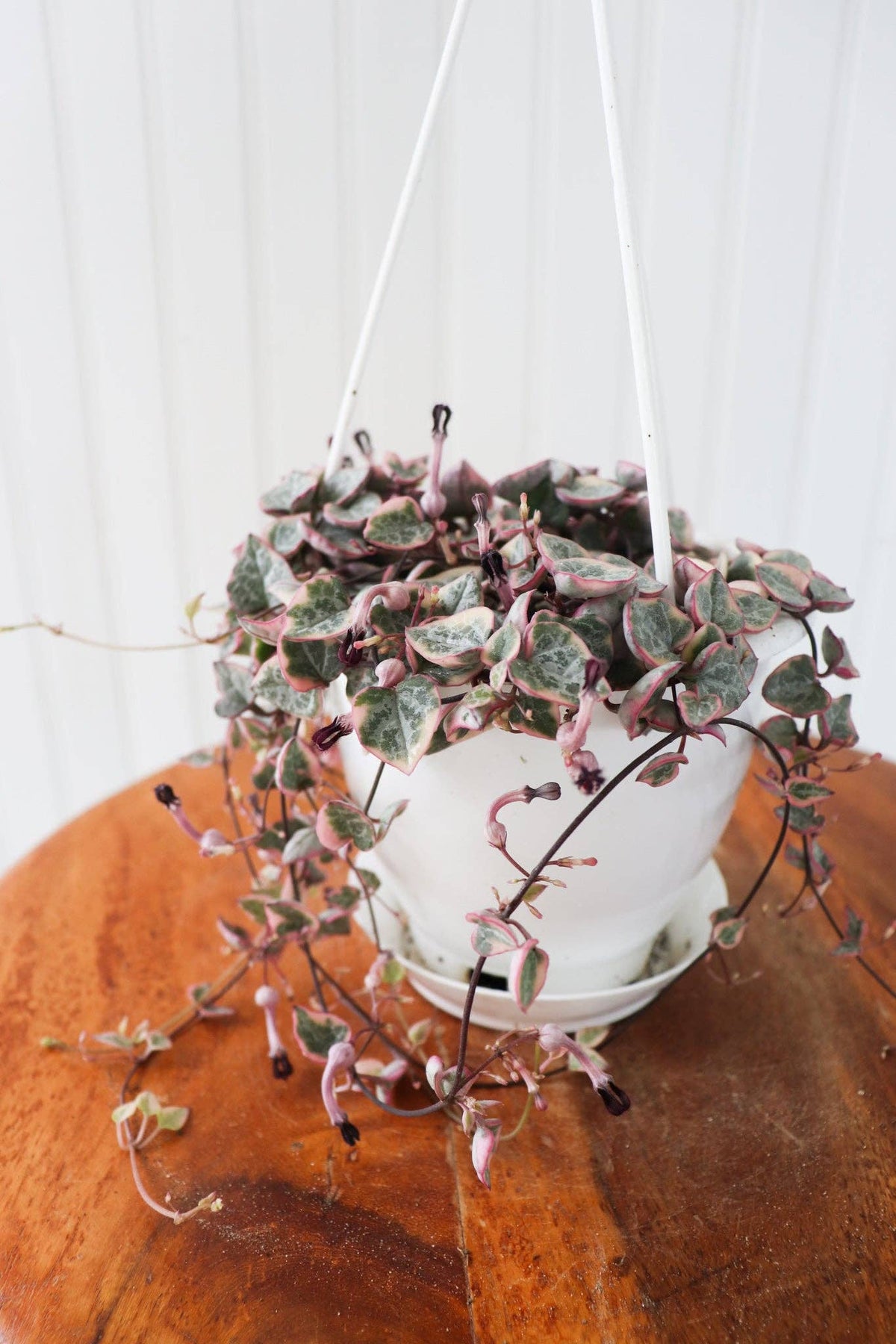 6" Variegated String of Hearts