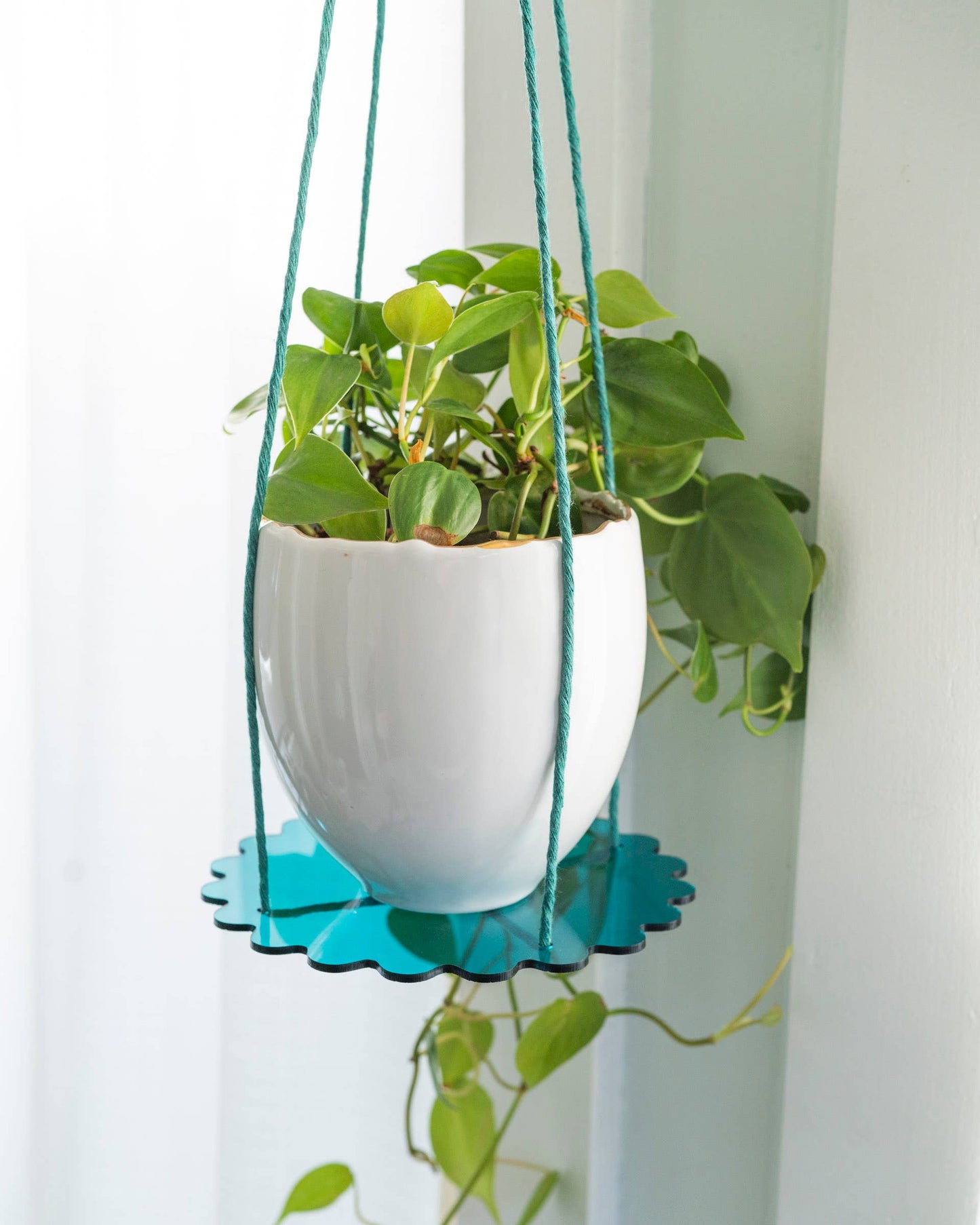 Squiggle Plate Plant Hanger