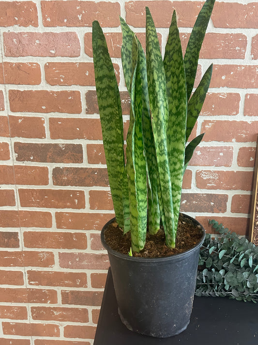 10” Snake Plant