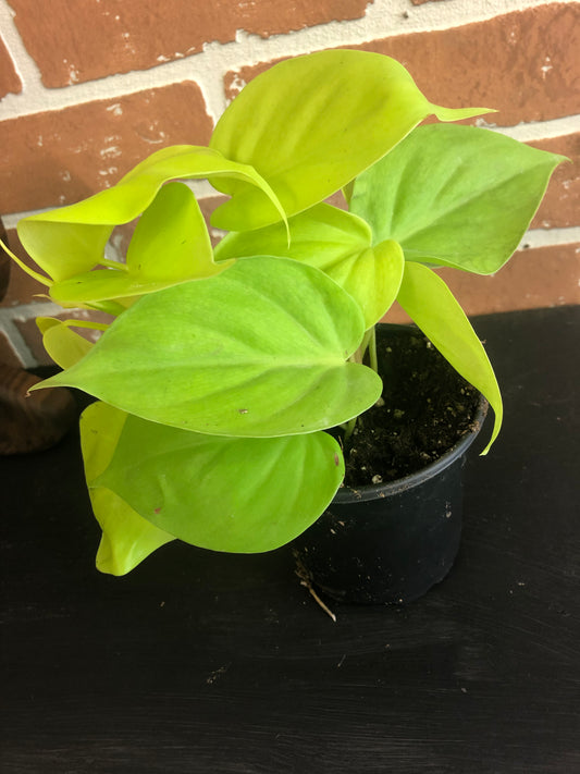 4” Philodendron Lime
