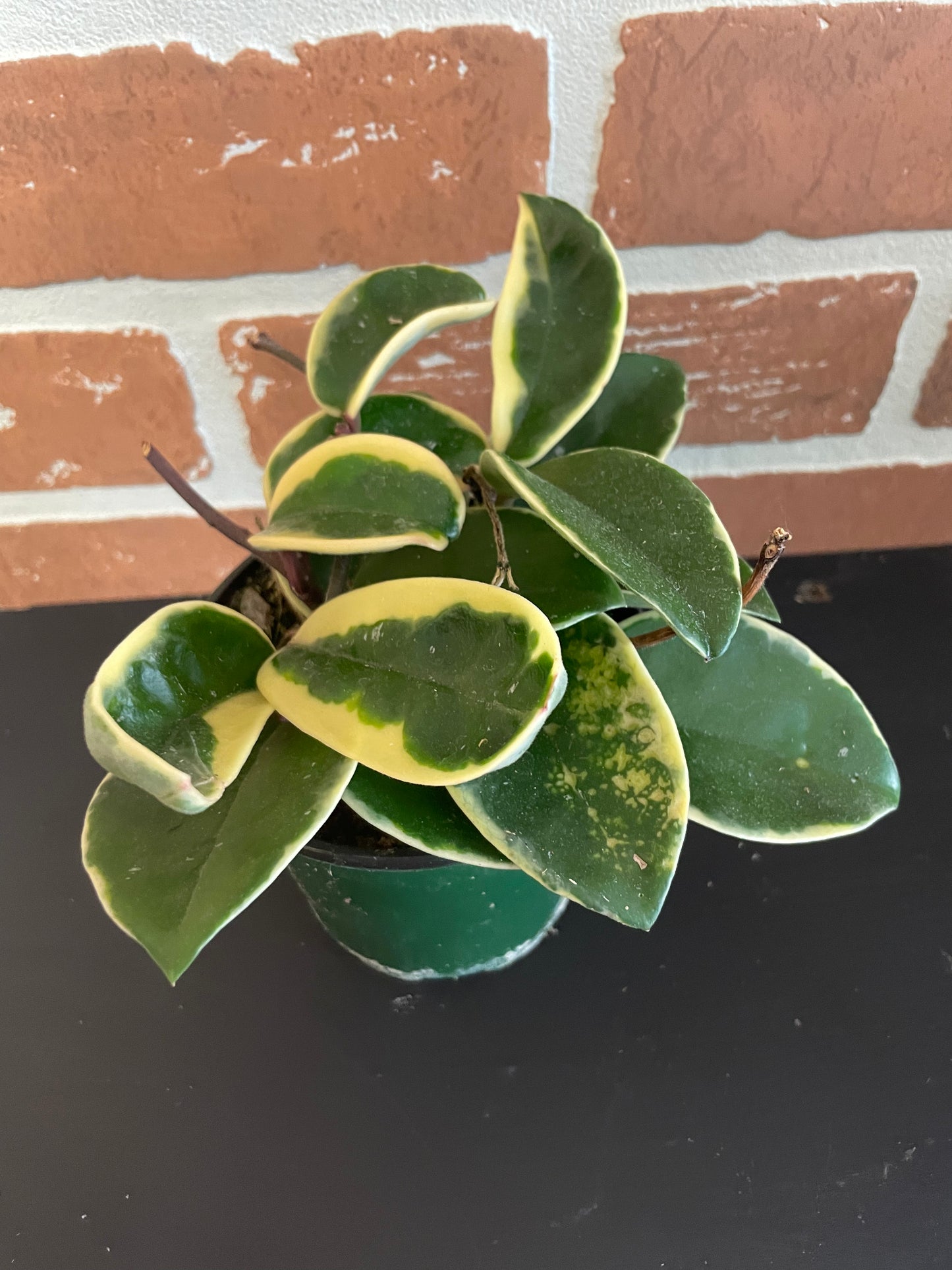 4” Hoya Krimson Queen