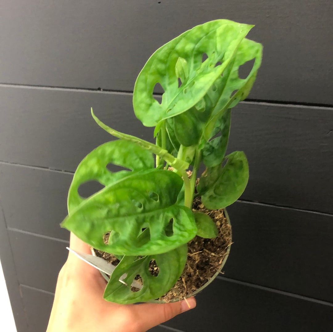 Philodendron Swiss Cheese 4”