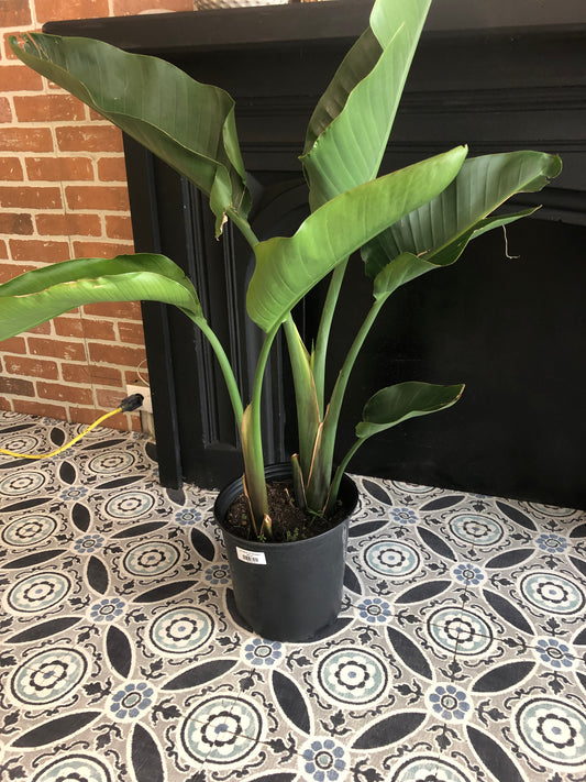 10” Birds of Paradise