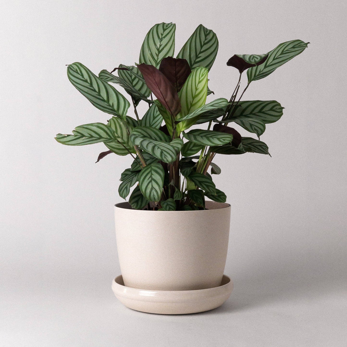 7" Bamboo Fibre Planter Pot (White)